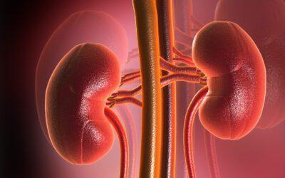 Proven Tips on How to Boost Kidney Function Naturally