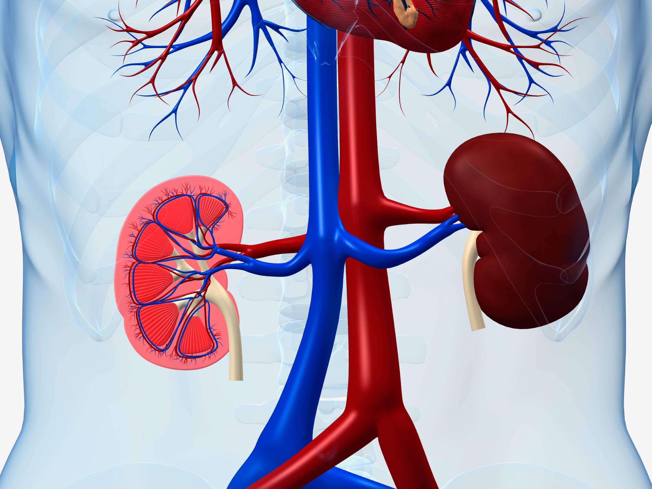 Blood Pressure Control via Kidney Functionality