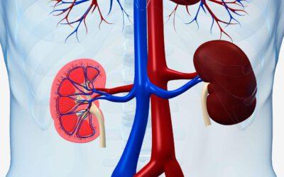 Discover What Is the Function Unit of Kidney and Its Role