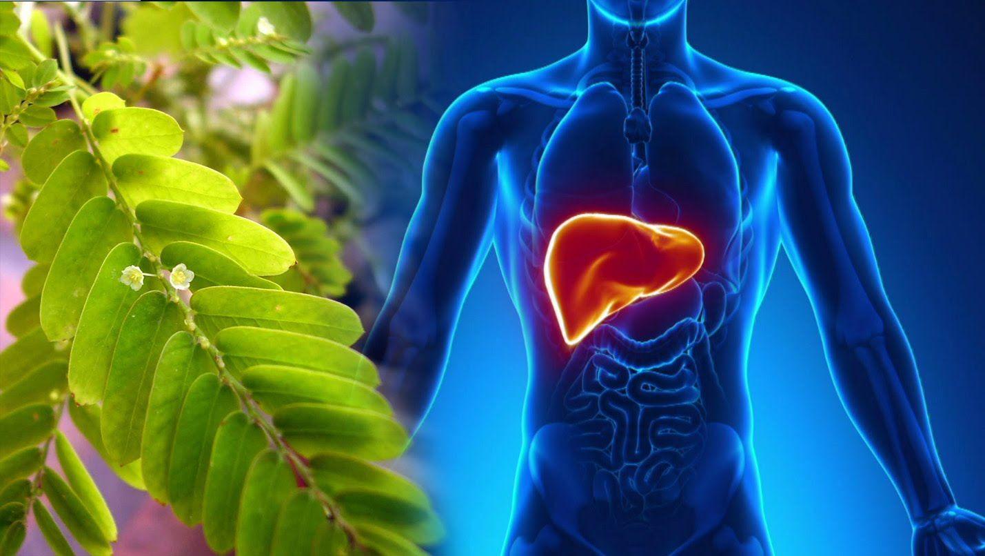 Detoxing Your Liver