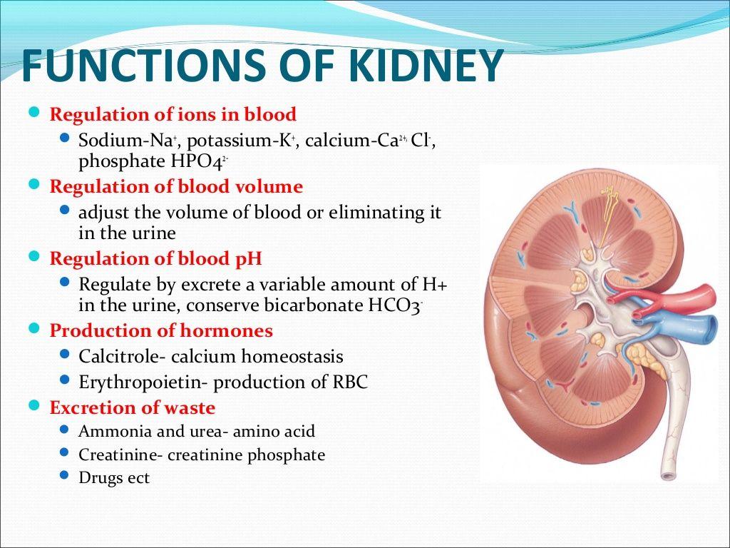 Enhancing Kidney Function