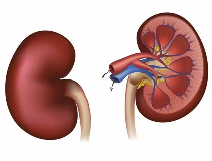 Phosphorus and Your Kidney