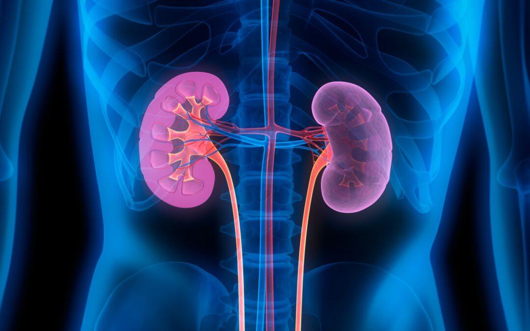 The role of testosterone in chronic kidney disease and kidney function