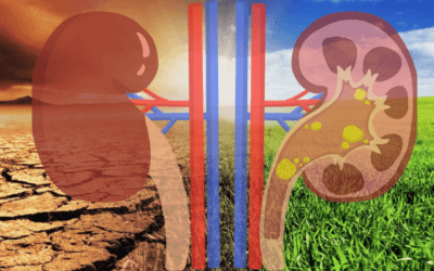 How Does Climate Change Affect The Kidneys?