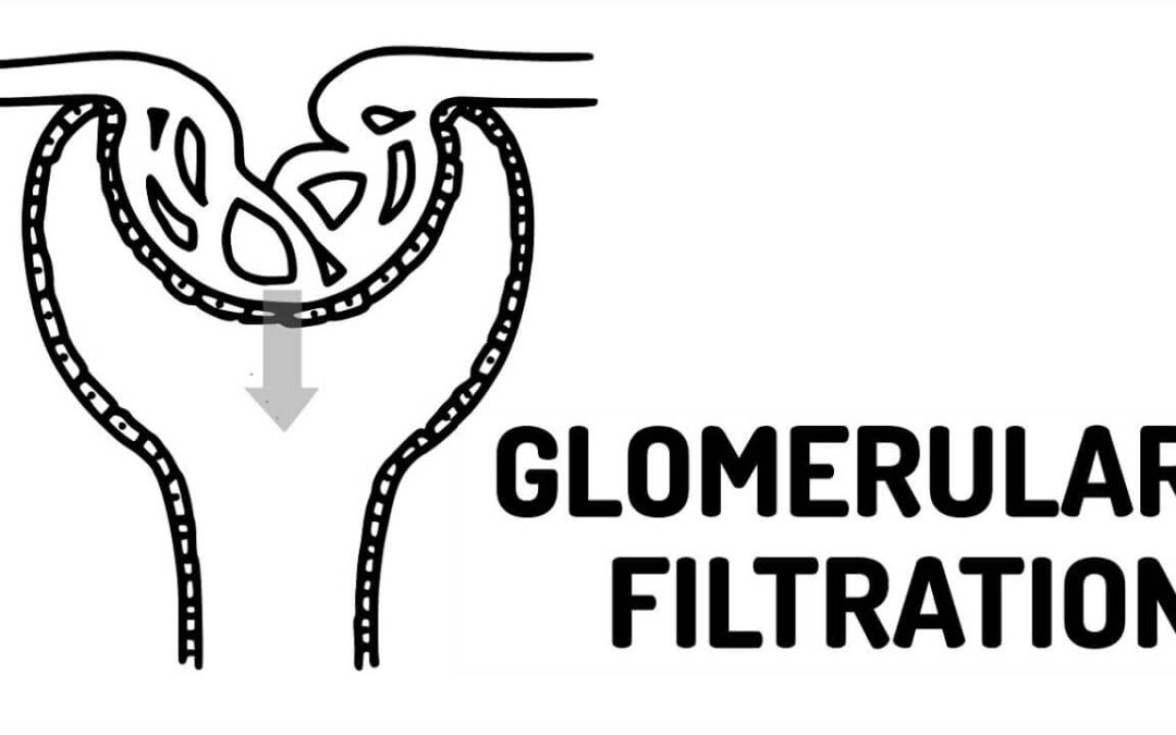 What is Glomerular Filtration Rate?