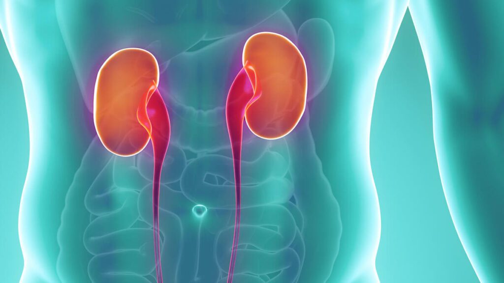 difference between a normal kidney and a polycystic kidney